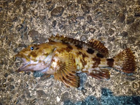 ガシラに救われた